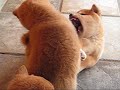 Shiba Inu