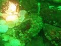 Octopus arm