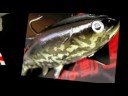 Introducing the Ishida Godzilla Swimbait. The power lure that catches big fish!. Amazing color chart...