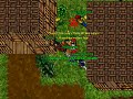 tibia zanera day