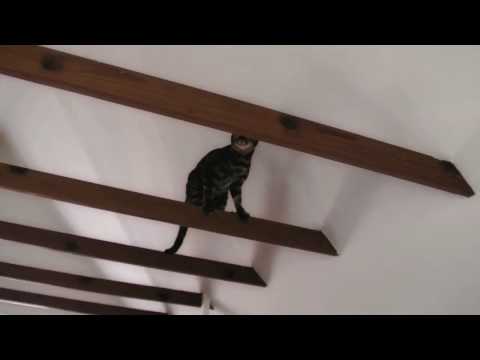 acrobatic bengal HD