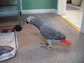 Ecko waddling around
