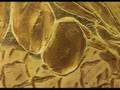 videos de BEYOND THE CRETE - ATLANTIS MYSTERY - 5