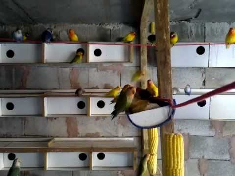 agapornis - Minha linda colonia de agapornis (Agapornis é um género de aves psitaciformes, onde se classificam os inseparáveis, pássaros-do-amor ou periquito-namorado. S...