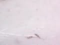 The Virtual Tobboggan Run