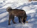 Cold Mountain Akitas Pema & Charlie Snow Dance