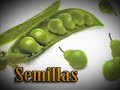 Alimentos Transgenicos, lo que esta en juego