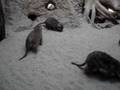 videos de Berliner Zoo - Ferits