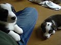 Cliquez pour voir la vid�o