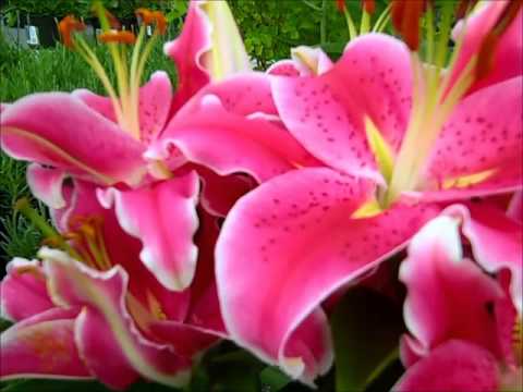 how to replant stargazers