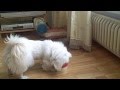 videos de My dog Pepe Q-tip