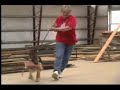 schutzhund puppy training