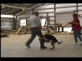 Schutzhund puppy training
