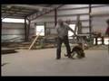Schutzhund puppy training