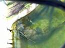 Morelet's Crocodile Breeding part 2