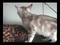 Una - The One Eyed Kitten Una - The One Eyed Kitten