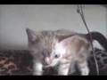 Una---The-One-Eyed-Kitten