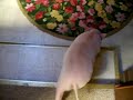 Housebreaking Pot Bellied Pig Tammy Swinette