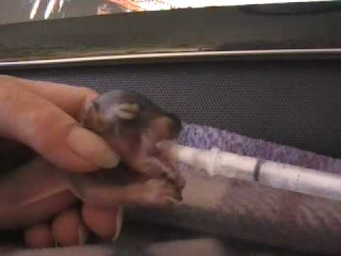 how to take care of a wild baby squirrel