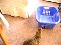Mischief and Mango - Basket Case 1