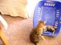 Mischief-and-Mango---Basket-Case-1