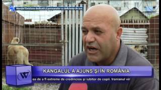 KANGALUL turcesc - cea mai mare canisa din Romania