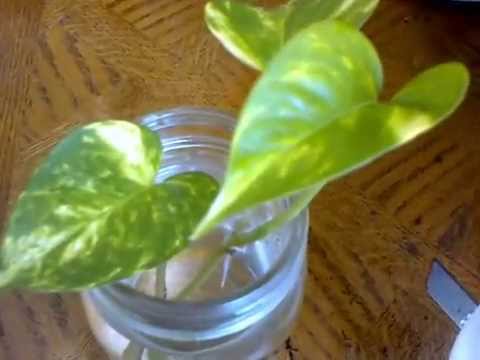 how to plant ivy cuttings