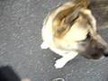 Akita and Pit Bull-a dangerous encounter