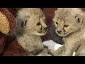 Cute Cheetah Cubs - Cincinnati Zoo Cute Cheetah Cubs - Cincinnati Zoo