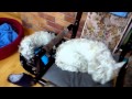 HD videodemo SE Xperia Play