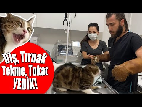 INSANE CAT ATTACK! NINJA CAT TRIES TO ESCAPE FROM VET! #inanoğlu #catattack