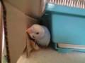 videos de 081230_1436~0001.m4v