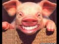 Schweinefleisch in der Bibel  - Lukas Reimann über Christentum - Minarettverbot
