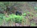 Alaska - Part 3: Animal Encounters - Union College Geosciences (E02C)