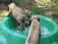 Funny Mastiff Puppies - 7 weeks old