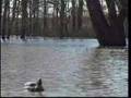 Timber Guides Duck Hunting