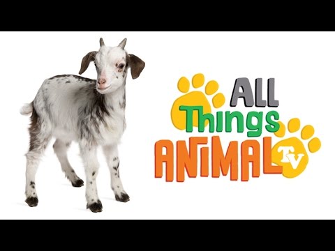 Animal Facts - Lesson 07 - Goats Thumbnail