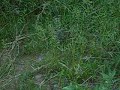 Little hedgehog running through our garden