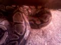 Python regius feeding time-repas python royal Python regius feeding time-repas python royal