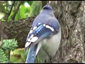 Blue Jay Blue Jay