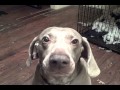 Another Ultimate Dog Tease (Hey Roman?!?)