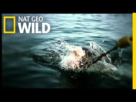 Nat Geo Wild: Shark Attack Experiment LIVE – Chasing the Sun