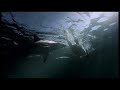 Shark Attack Experiment Live!
