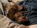 The best kitty in the world -- Josie!!