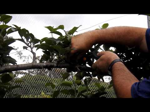 how to grow espalier fruit trees