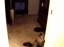 Riley - Prancy Cat