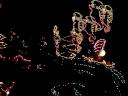 suite parade disney suite parade disney