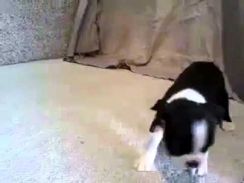 Fritz 3-19-15 Boston Terrier Boy
