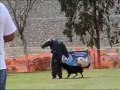 Dutch Shepherd Springfalls Rex