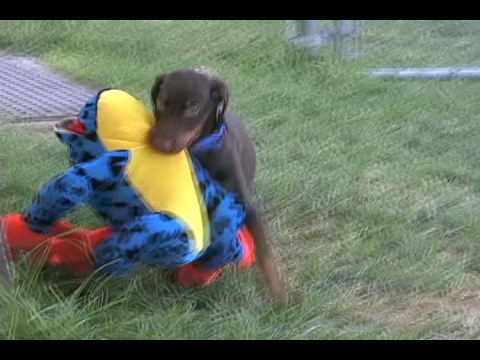Doberman Puppies For Sale In Colorado. Red doberman puppy playing